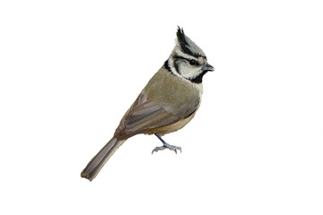Bridled Titmouse (Baeolophus wollweberi High Resolution Photo, Perched on a Transparent PNG...