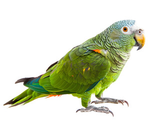 Funny green parrot stand on white studio background