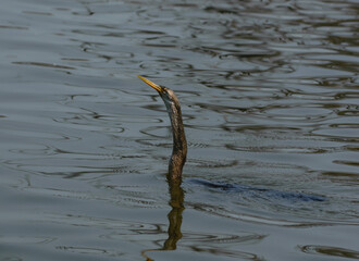 The snake bird in the water at branch at Bharatpur Keuladeo Bird Sanctuary