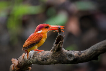 A rufous-backed kingfisher is perched on a tree branch in a lowland tropical forest and watches its surroundings for food