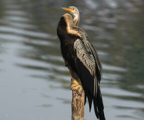 The snake bird sitting at branch at Bharatpur Keuladeo Bird Sanctuary