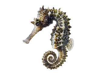 Side view of a Common Seahorse, Hippocampus kuda, isolated on white