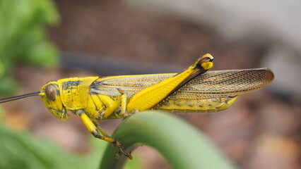 A beautiful shot of a yellow grasshopper