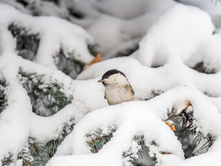 Cute bird the willow tit, song bird sitting on the fir branch with snow in winter