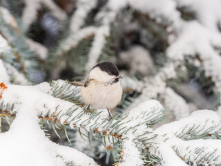 Cute bird the willow tit, song bird sitting on the fir branch with snow in winter