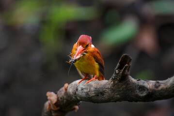 A rufous-backed kingfisher is perched on a tree branch in a lowland tropical forest and watches its surroundings for food
