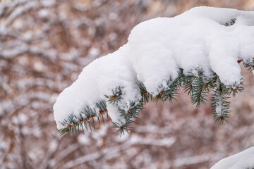 Green fir branches in winter covered with snow