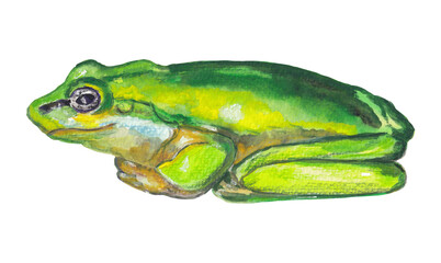 Green frog Animal hand-painted illustration Png clipart Cut file with transparent background Hand-drawn