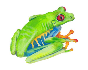 Red-eyed tree frog Green Animal hand-painted illustration Png clipart Graphic cut file 
