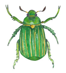 Glorious Scarab Green beetle Animal hand-painted illustration Bug png clipart Colorful cut file