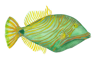 Undulatte Trigerfish Green animal hand-painted illustration Png clipart Ocean wildlife Colorful sea fauna