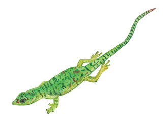 Green gecko Animal hand-painted illustration Cute lizard Png clipart Graphic cut file