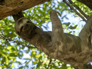 Sloth three toed, Bradypus tridactylus, in the city park in