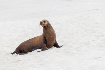 Sea lion standing isolated on white sand beach, Galapagos Islands, Ecuador.