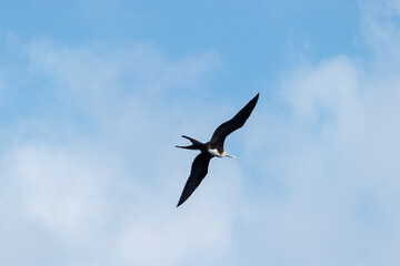 Fregat bird flying around with blue sky in galapagos island ecuador