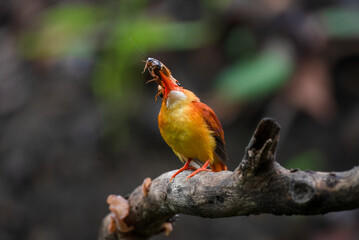 A rufous-backed kingfisher is perched on a tree branch in a lowland tropical forest and watches its surroundings for food
