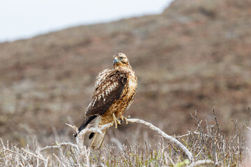 Galapagos Hawk on Santa Fe Island, Galapagos