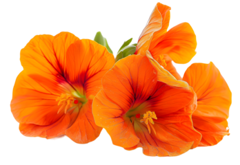 Nasturtium Flowers isolated on transparent background. PNG file	