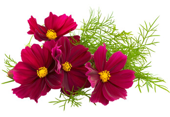Cosmos Flowers isolated on transparent background. PNG file	