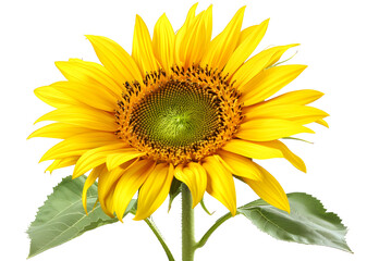 Sunflower Flowers isolated on transparent background. PNG file	