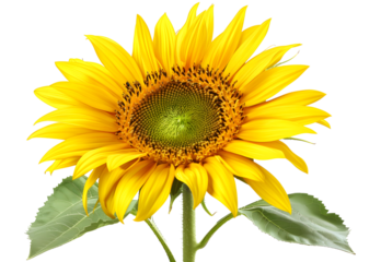 Sunflower Flowers isolated on transparent background. PNG file	