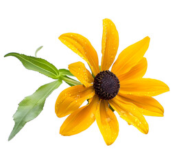 Black Eyed Susan isolated on transparent background. PNG file	