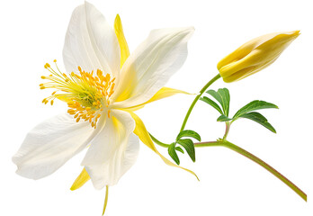Columbine flower isolated on white background