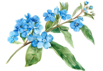 Forget Me Not Flowers watercolor illustration painting botanical art.