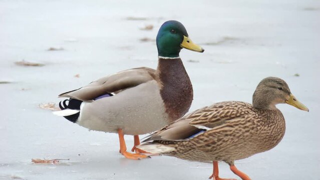 Wild duck in nature in winter. Duck on a frozen lake. Wild ducks on the ice in frosty winter