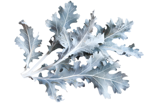 Dusty Miller isolated on white background