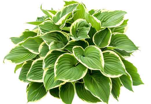 Hosta plant, plantain lily, isolated on white background.