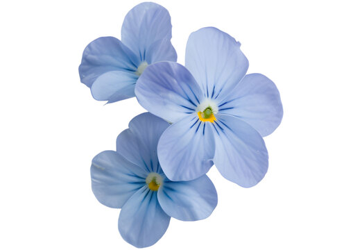 Forget-me-not Light Blue Flower Isolated on White Background. Myosotis arvensis Macro
