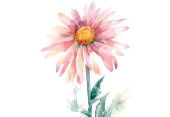 Daisy Flowers watercolor illustration painting botanical art.