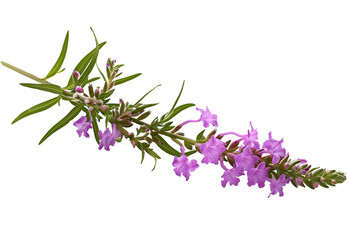 Vervain Flower isolated on transparent background. PNG file


