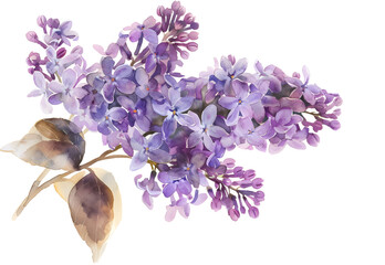 Lilac Flowers watercolor illustration painting botanical art.