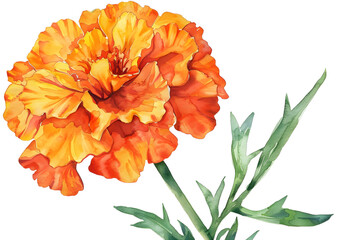 Marigold Flowers watercolor illustration painting botanical art.
