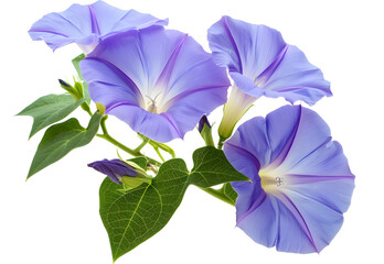 Morning Glory Flower isolated on transparent background. PNG file