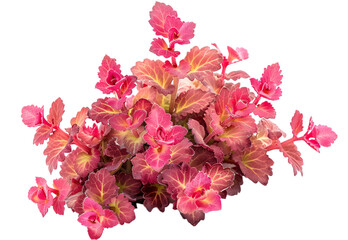 Coral Bells isolated on transparent background. PNG file