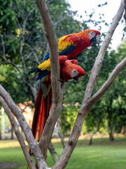 A pair of Scarlet Macaw, Ara macao, sits on a dry branch in nature. Magdalena. Colombia