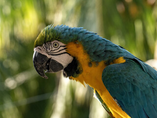 Portret Blue-and-Yellow, Ara ararauna, Malagana, Wildlife  in Colombia