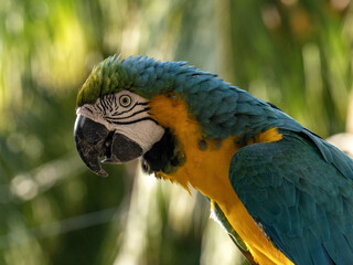 Portret Blue-and-Yellow, Ara ararauna, Malagana, Wildlife  in Colombia