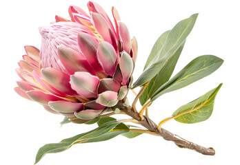Protea Flower isolated on transparent background. PNG file