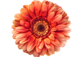 Foto op Plexiglas Gerbera Daisy Flower isolated on transparent background. PNG file © korawik