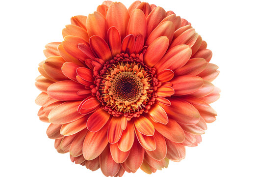 Gerbera Daisy Flower isolated on transparent background. PNG file