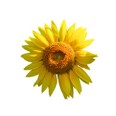Naklejka premium A blooming sunflower with bright colors against a white backdrop.