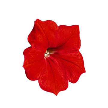 A bright red flower with five delicate petals and visible veins, isolated against a white background. A vibrant red petal flower, with detailed veins and a central stigma.