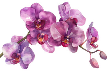 Fototapeta na wymiar watercolor Orchid isolated on transparent background. PNG file