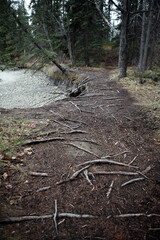 Views around Athabasca River at Wapiti Campground near Jasper - Alberta - Canada