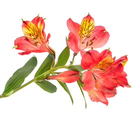 Alstroemeria Flower isolated on transparent background. PNG file