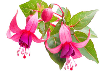 beautiful hummingbird fuchsia in the garden red and purple close up © korawik